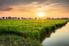 Waterside rice field in sunlight | Stock image | Colourbox