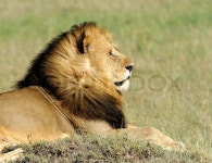 Beautiful Lion Caesar in the grass of ... | Stock image | Colourbox