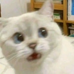แมวตอบ (@kmcat) — 3개 답변 | ASKfm แมวตอบ (@kmcat). Ask me anything on ASKfm
