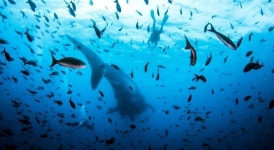 alqaysar (@ayad85) — 11개 답변, 6개 좋아요 | ASKfm alqaysar (@ayad85). Ask me anything on ASKfm