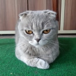 Варя Колногорова (@IRAVCHIC) — 19 answers, 29 likes | ASKfm Варя Колногорова (@IRAVCHIC). Ask me... 