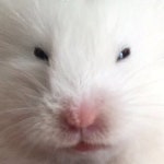 리코타치즈 (@PhiLiLi17) — 30 answers | ASKfm 리코타치즈 (@PhiLiLi17). Ask me anything on ASKfm