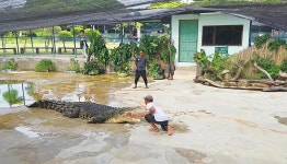 코타키나발루 한국인가이드와 함께하는 뚜아란 악어농장 투어