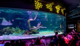 한화 아쿠아플라넷 63 종합 패키지권 - 와그 WAUG