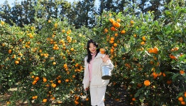 Jeju-do Choi Nam Dan Orange Farm Experience - WAUG