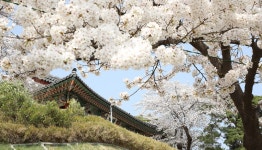 경포대 명소(벚꽃축제)+소돌아들바위공원+주문진어시장 버스투어 - 와그 WAUG