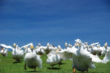 도쿄 치바 마더 목장 입장권