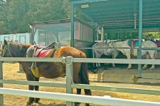 제주 목장카페 드르쿰다 승마 체험권