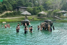 푸켓 나이턴 파크 코끼리 케어 체험