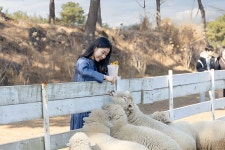 제주 양떼목장 입장권