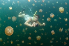 팔라우 젤리피쉬 레이크 투어