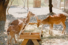 컨딩 루징 매화록 생태 목장 사슴 공원 입장권