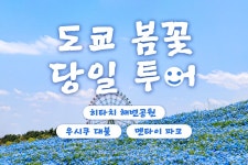 도쿄 근교 일일 투어 (히타치 해변공원, 가이라쿠엔, 멘타이 파크 오아라이, 우시쿠 대불)