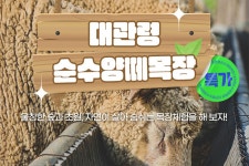 [특가★] 강원 평창 대관령 순수양떼목장 입장권