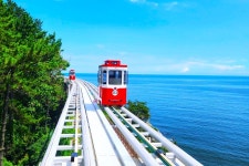 [40% Discount] Jinhae: Gunhang Cherry Blossom Festival Night Tour (Departure from Busan)