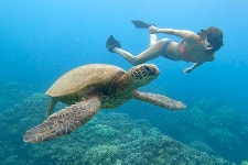 Hawaii: 100% Guaranteed Turtle Snorkeling Tour (5 Marine Activities Combo)