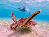 미야코지마 비치 거북이 스노클링 투어