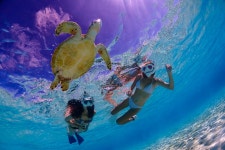 미야코지마 바다거북이 스노클링 투어