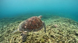 이시가키섬 하토마 & 이리오모테섬 / 파나리 & 구로시마 1일 스노클링 투어 (드론 및 고프로 촬영 포함)