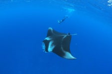 [겨울한정] 이시가키 만타 가오리 보트 스노클링 일일 투어