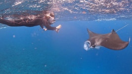 [독점할인] 이시가키 만타 가오리 보트 스노클링 투어