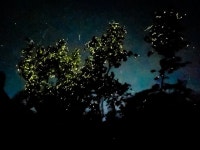 보홀 벤티지 실속형 반딧불 투어 (입장료, 가이드 포함 / 가성비 투어)