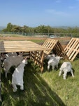Foto aus Naver-Suchergebnissen 3