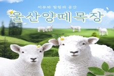울산 양떼목장 입장권