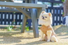거제 도그애견펜션 / 애견운동장 / 전객실오션뷰