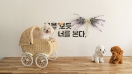 태안 평생사랑해줄개 애견펜션