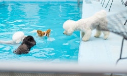 보은 개버랜드 펜션