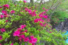 까망베르 애견 풀빌라 2호점