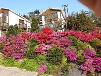 안면도 해마루 관광농원