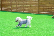 태안 멍스클럽애견풀빌라