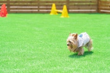 태안 멍스클럽애견풀빌라