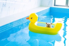 태안 멍스클럽애견풀빌라