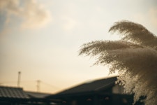 제주 크로베한라