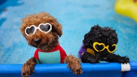 거제해돋이가자애견펜션