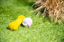 거제해돋이가자애견펜션