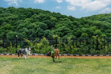 연천 바우바우 애견펜션
