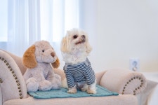 태안 멍스클럽애견풀빌라