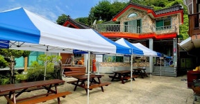 지리산청정자나무