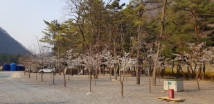 월악파인오토캠핑장