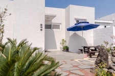 제주 스테이 도채비꽃