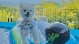 청도 더포레 독채풀빌라펜션