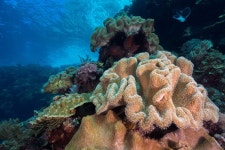 Diving in East Timor | PADI