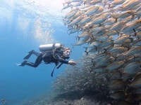 Bali Diversity | Amed | PADI Dive Center