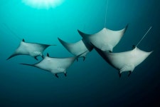 Diving in Koh Lanta | PADI