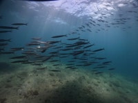 Ting Hai Diving Phi Phi | 피피섬 | PADI 다이브 센터