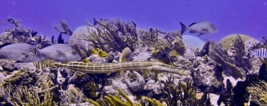 A.C. Divers | Playa del Carmen | PADI Dive Center